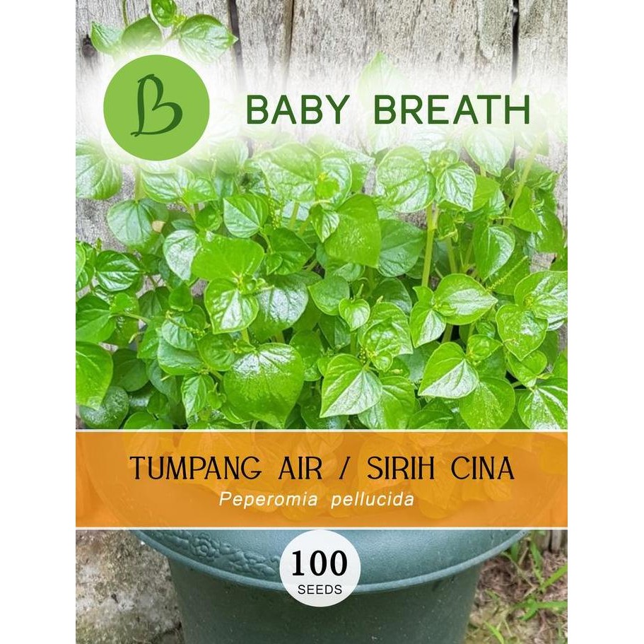 

Terlaris Seeds Peperomia Pellucida - Bibit Tumpang Air -Sirih Cina Herbal Benih