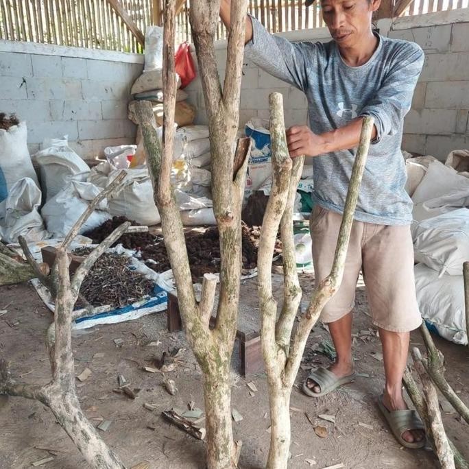 Batang Kayu Kopi Cabang 2-5 Media Tanam Anggrek Bunga Tempel T 1 - 2m