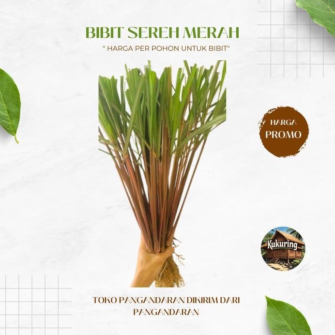 

Terlaris Bibit Sereh Merah / Wangi / Serai Lanang Jaminan Organik 100%