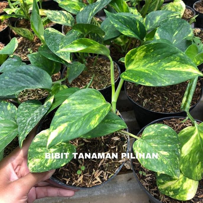 

Terlaris Tanaman Hias Sirih Gading Variegata Bibit Indoor Epipremnum Varigata Sri Gading Belanda