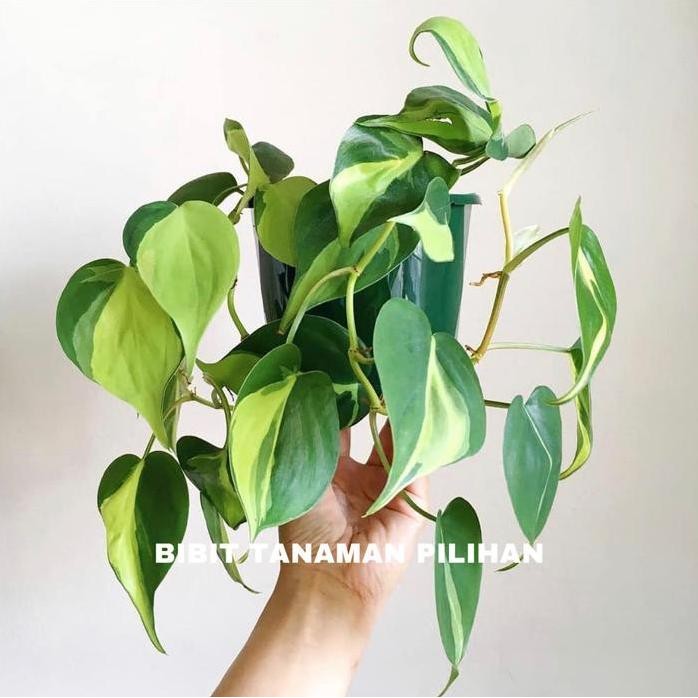 

Terlaris Bibit Tanaman Phillodenron Brazil Phillo Sirih Brasil Indoor Gantung