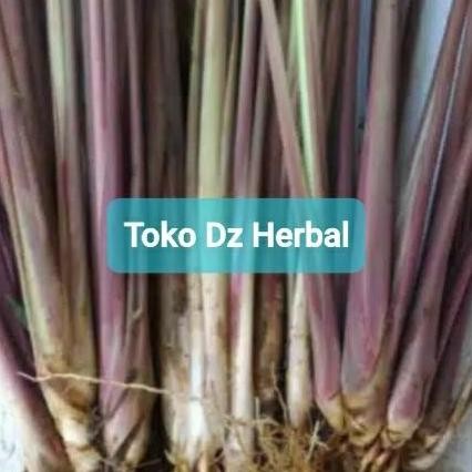 

Terlaris Jual Bibit Sereh Merah Sereh Wangi Sereh Lanang 500 Gram