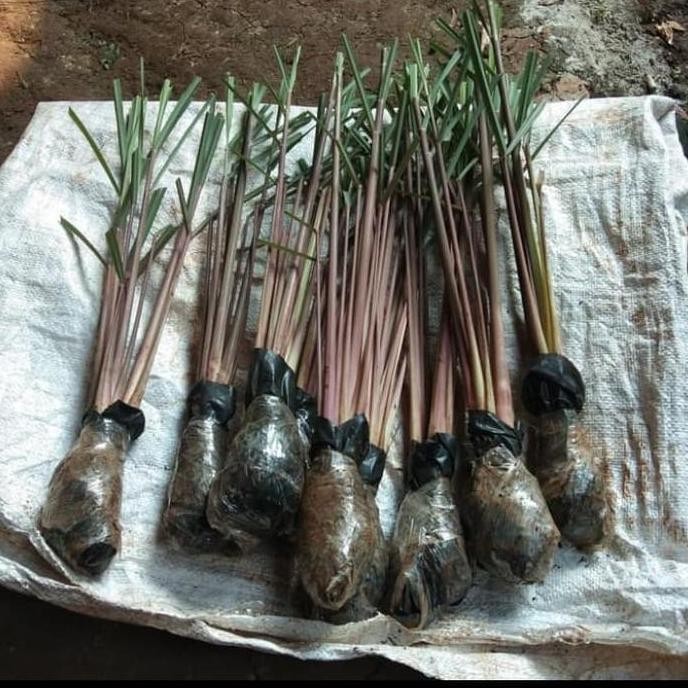 

Terlaris Bibit Tanaman Sereh Merah