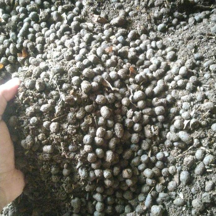 

Terlaris Pupuk Kandang Kambing Kasar