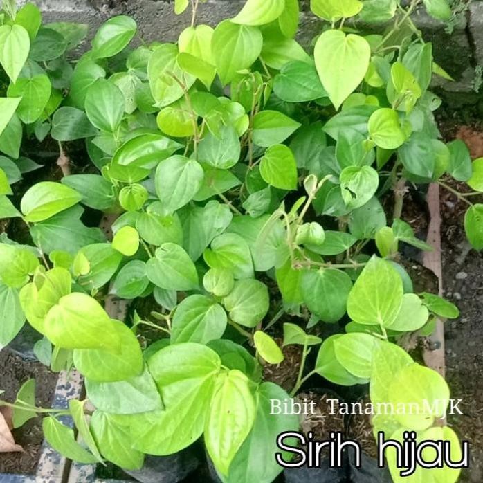 

Terlaris Bibit Suruh Hijau (Besar) Daun Sirih
