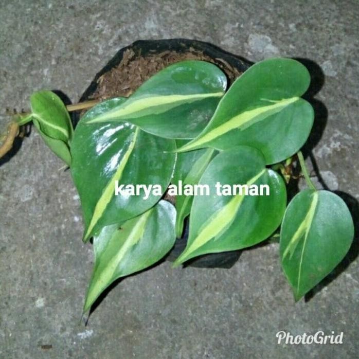 

Terlaris Bibit Tanaman Hias Philodendron Brazil/Pohon Sirih Gading Brazil