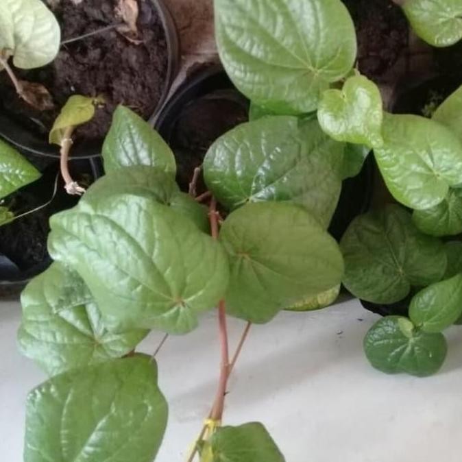 

Terlaris Bibit Tanaman Obat Daun Sirih Hijau Pohon Sirih Hijau Siap Tanam