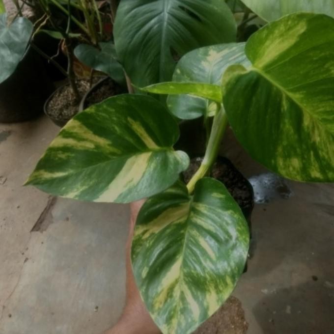 

Terlaris Bibit Tanaman Sirih Gading Daun Besar