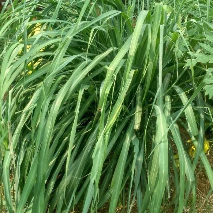 

Terlaris Promo Ramadhan Bibit Sereh Wangi Tanaman Pengusir Nyamuk