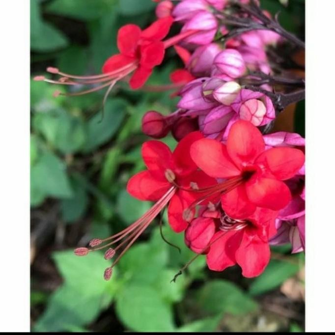 

Terlaris Tanaman Hias Bunga Nona Makan Sirih Sudah Berbunga Bibit Tanaman Super Unggul Asli Original Berkualitas