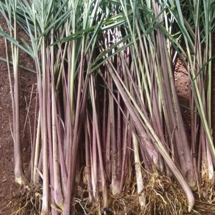 

Terlaris Bibit Serai Merah Wangi Sereh Mereh Lanang