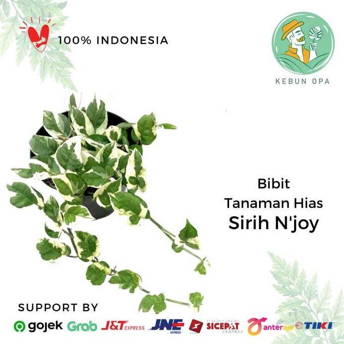 

Terlaris Tanaman Hias Sirih Njoy Bibit Tanaman Epipremnum Aureum Njoy