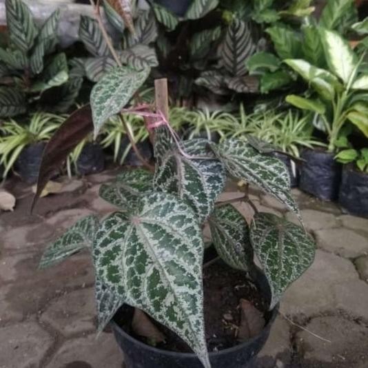 Terlaris Bibit Tanaman Herbal Sirih Merah Eeee