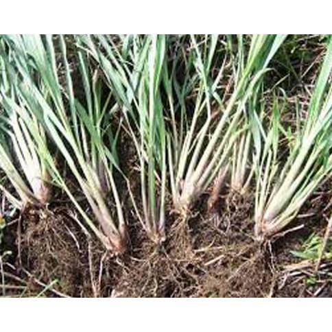 

Terlaris Bibit Tanaman Serai / Sereh (Cymbopogon Flexuosus)