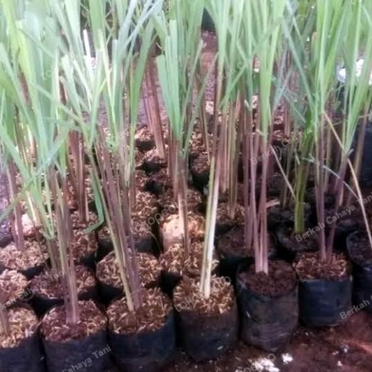 

Terlaris Tanaman Herbal Sereh Merah,Serai Bambu-Sere Merah-Pohon Bibit Serai