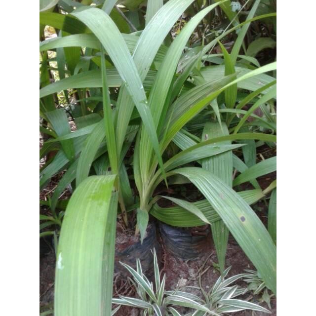 Tanaman Hias Anggrek Tanah Bunga Ungu - Pohon Anggrek Ungu