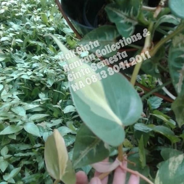 

Terlaris Bibit Tanaman Hias Gantung Sirih Brazil Varigata Murah