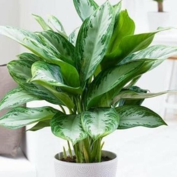

Terlaris Tanaman Hias Calathea Sirih Rejeki /Bibit Sirih Rejeki