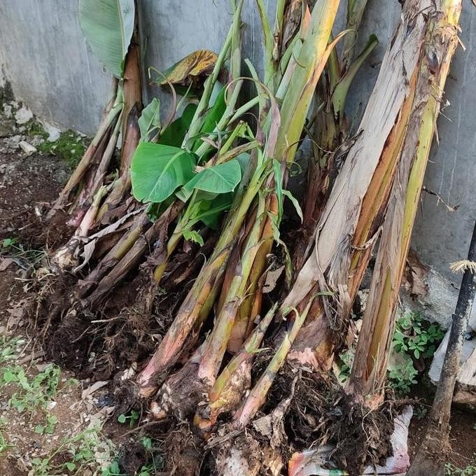 

Terlaris Jual Bibit Berbagai Jenis Var Pisang Asal Bonggolan Cavendish, Tanduk, Raja Bulu,Raja Sereh,Mas,Goroho,