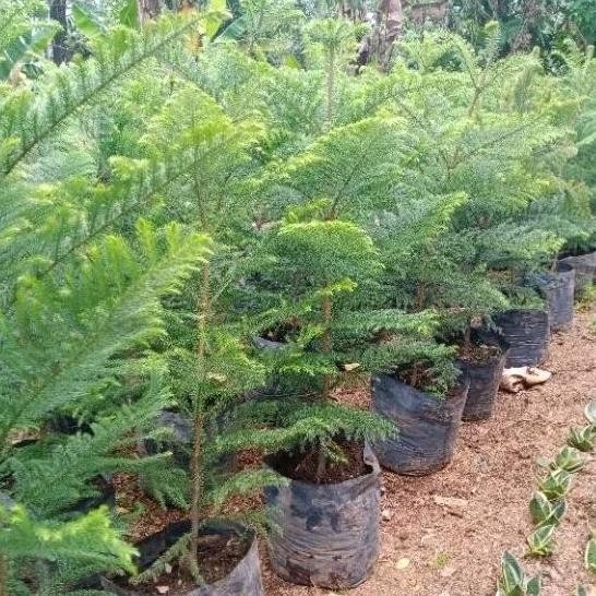 Tanaman Cemara Norpox Tinggi 1Meter - Cemara Pentris - Morpox - Pohon Hias Hidup