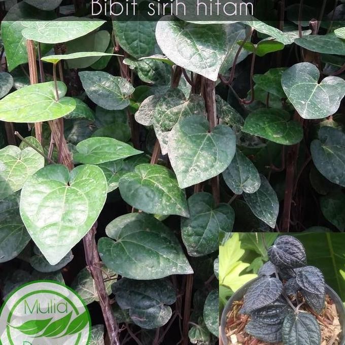 Terlaris Bibit Tanaman Daun Sirih Hitam/Pohon Daun Sirih Hitam