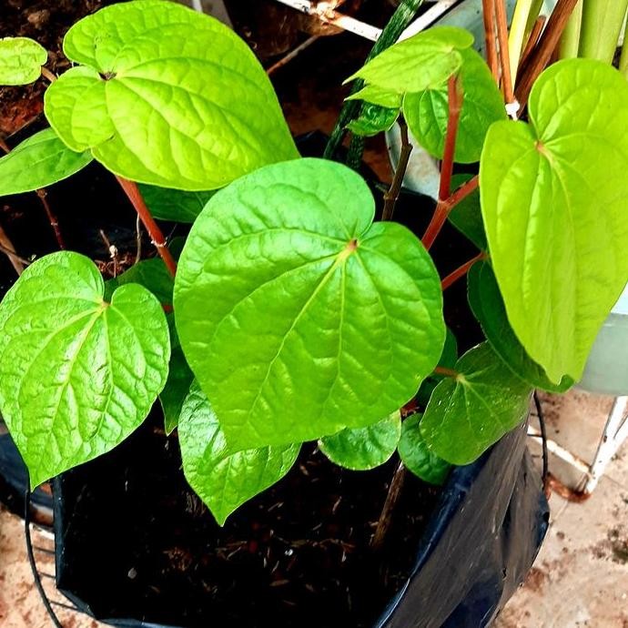 

Terlaris Bibit Tanaman Pohon Sirih Hijau. Harga Bibit Phn Per Polybag.