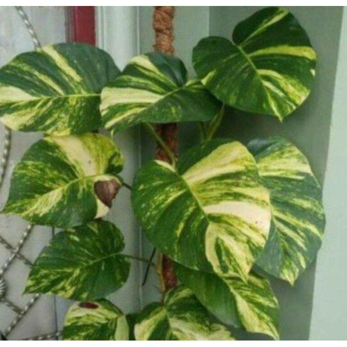 

Terlaris Promo Bibit Sirih Gading Jumbo Varigata (Batang/Stek)