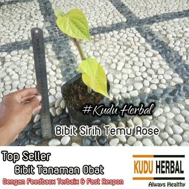 

Terlaris Benih Biji Bibit Tanaman Sirih Temu Rose I Scindapsus Au Puwlyu 7166Kq