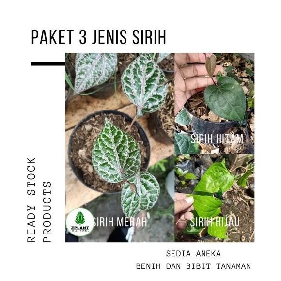 

Terlaris Paket 3 Bibit Tanaman Daun Sirih Merah Hijau Hitam Pohon Obat Herbal