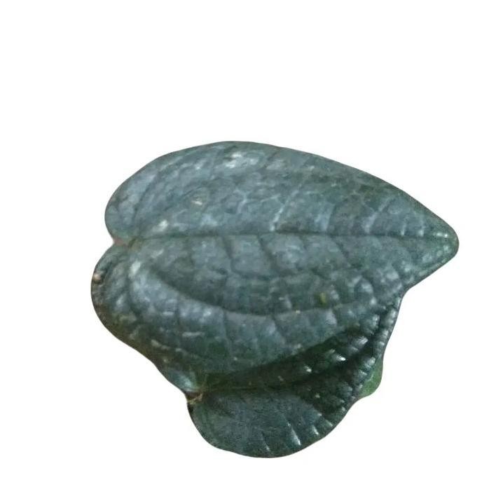 Terlaris Bibit Sirih Hitam Original 2Daun