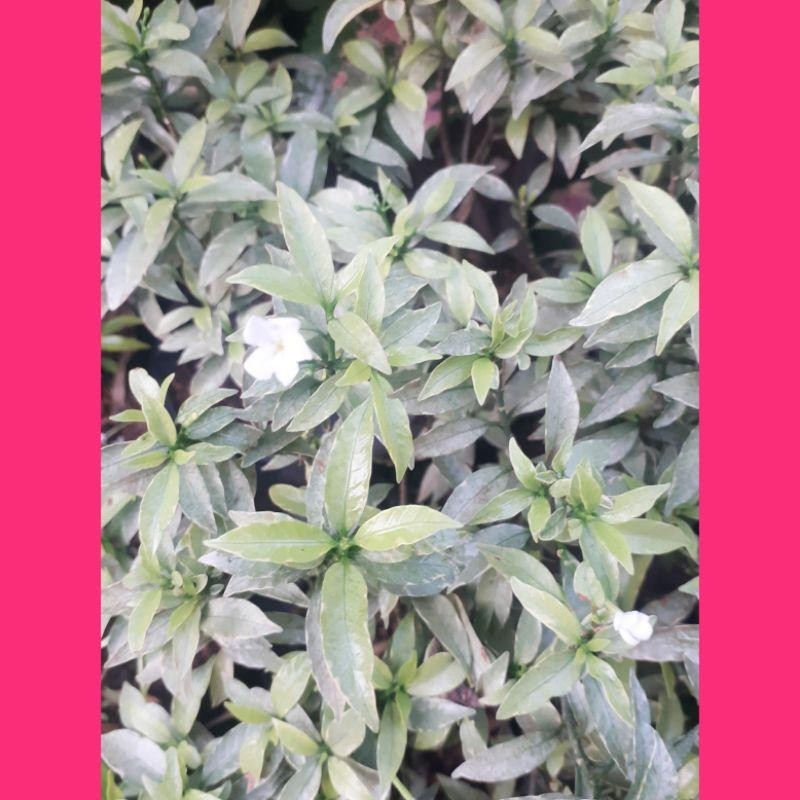Saberna Mini/Rombusa Mini Silver/Tanaman Hias Rombusa Mini Silver