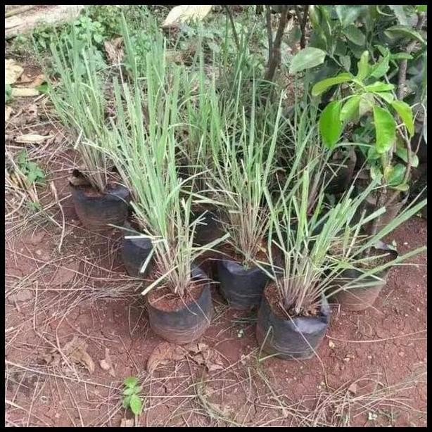 

Terlaris Ready Terlaris Bibit Tanaman Daun Sereh Dapur Bumbu Masak Bibit Serai