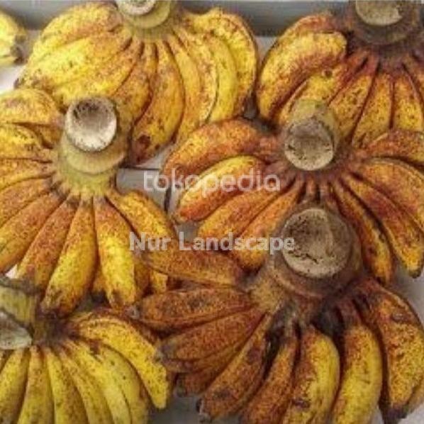 

Terlaris Baru Bibit Pohon Pisang Raja Sereh Azz