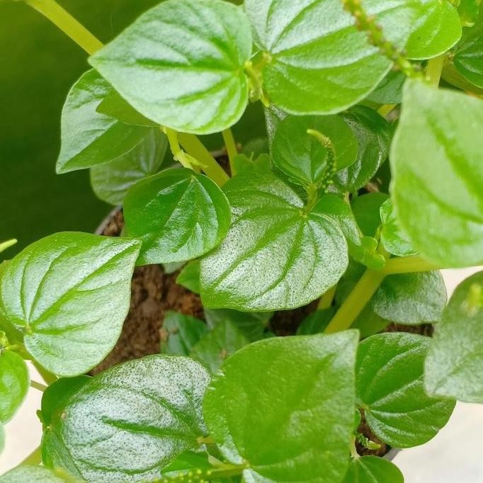 

Terlaris Bibit Benih Ketumpang Air/Sirih Cina