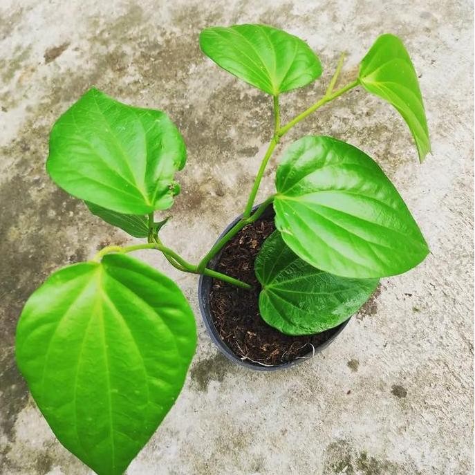 

Terlaris Bibit Herbal Daun Sirih Hijau Berkualitas Siap Tanam