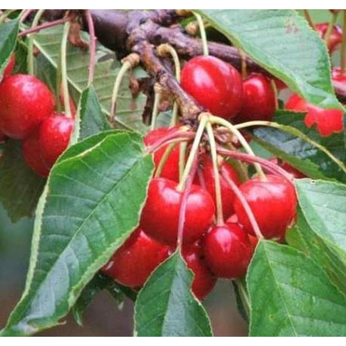 BARANG SUPER POHON Bibit Tanaman Buah Cherry / Ceri Vietnam