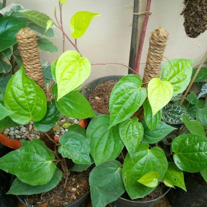 

Terlaris Bibit Tanaman Herbal Sirih Hijau/Tanaman Obat + Pot Hitam