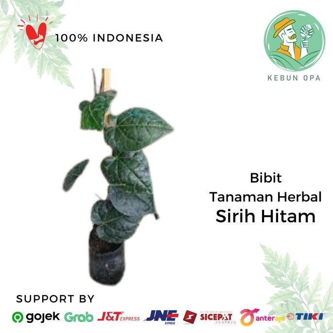 

Terlaris Bibit Tanaman Herbal Sirih Hitam Tanaman Piper Betle Var Nigra