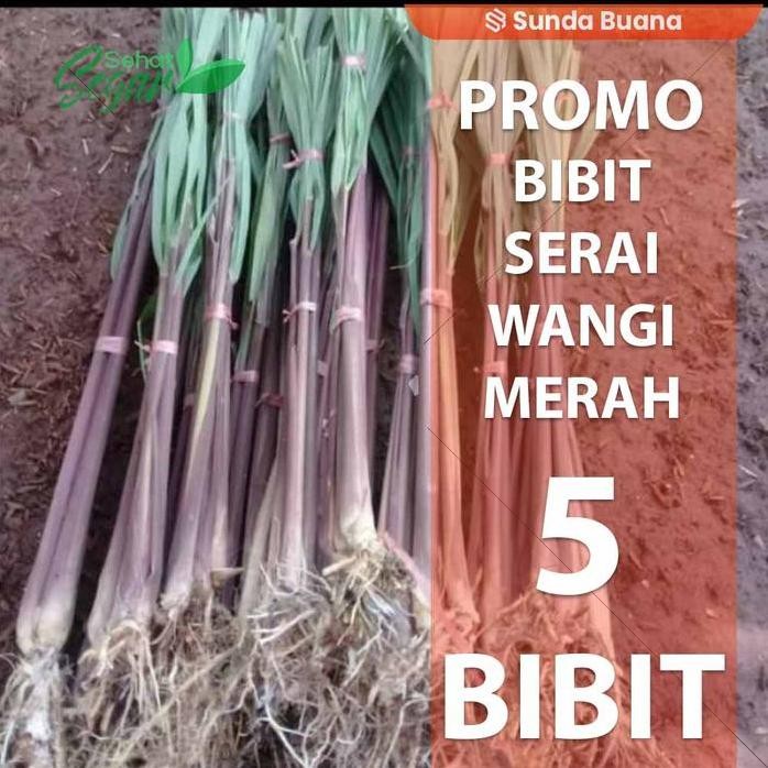 

Terlaris Bibit Tanaman Herbal Sereh Merah Berakar Isi 5 Bibit Siap Tanam
