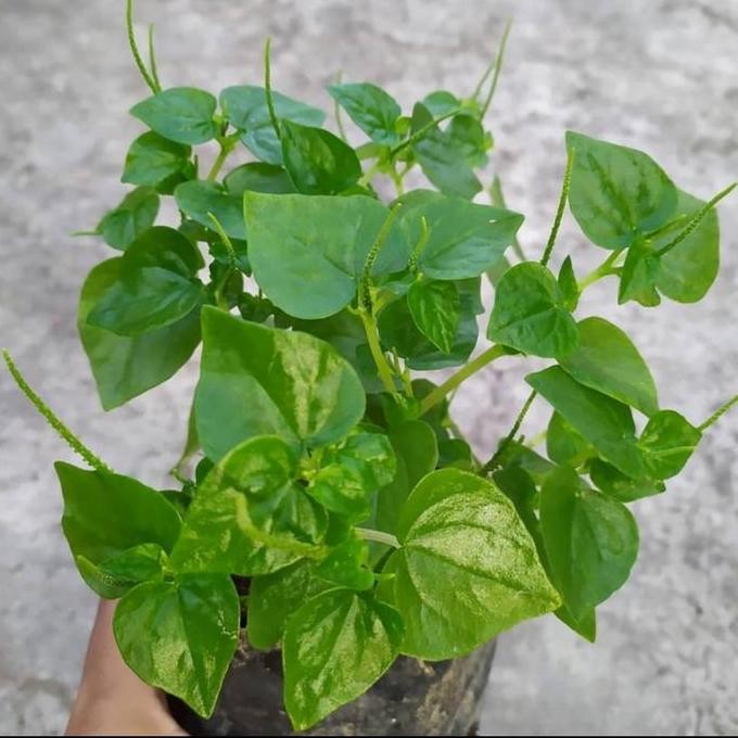 

Terlaris Bibit Tanaman Suruhan/Daun Tumpanga Air/Sirih Bumi/Sirih Cina Herbal