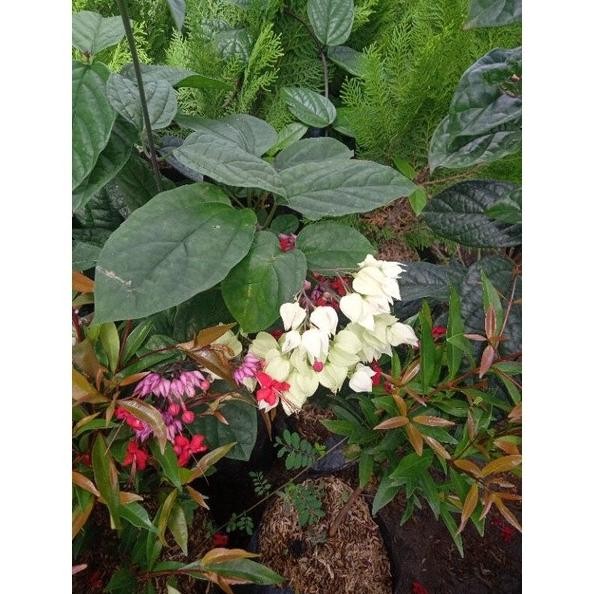 

Terlaris Tanaman Hias Bibit Bunga Nona Makan Sirih Putih Jxnuql 5535On