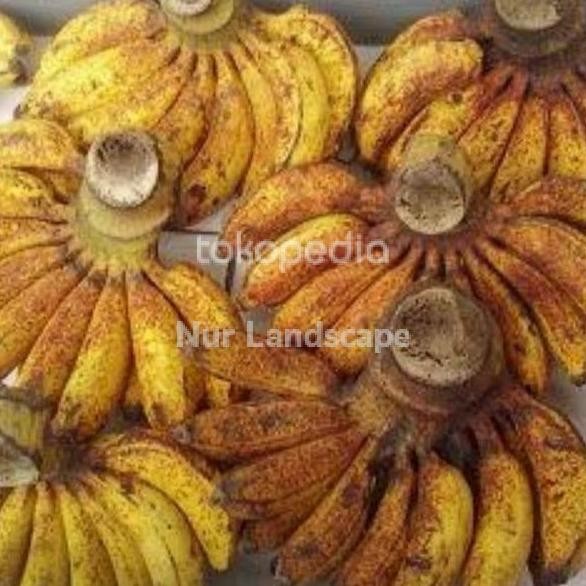 

Terlaris Bibit Pohon Pisang Raja Sereh Ee25 Premium