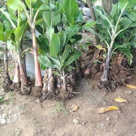 

Terlaris Bibit Pisang Raja Sereh Premium