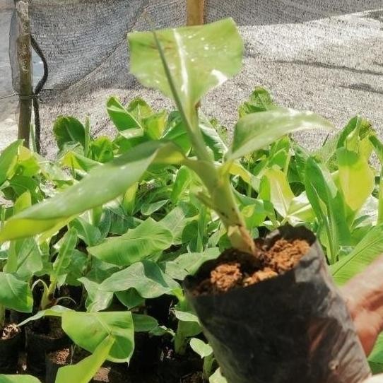 

Terlaris Jual Bibit Pisang Raja Sereh Sempurna Premium