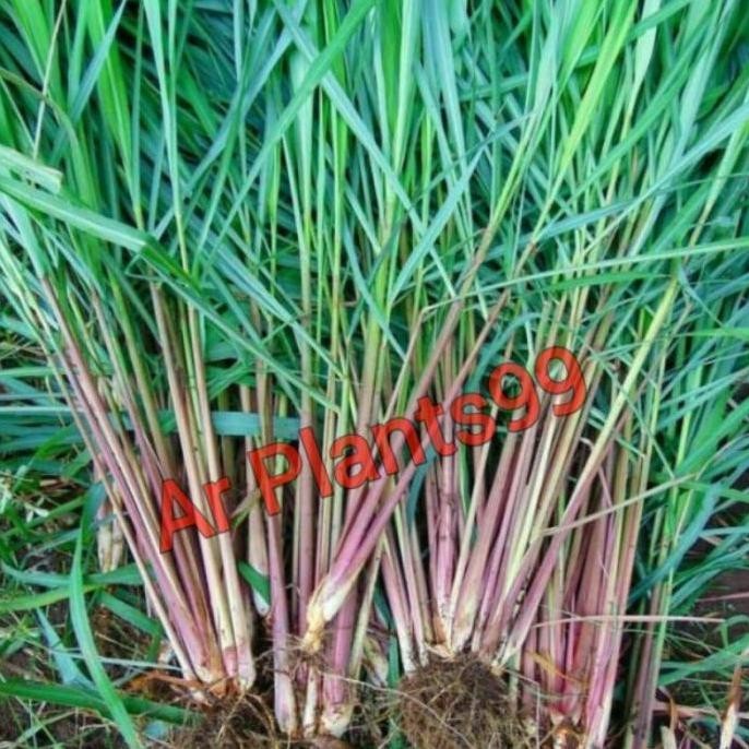 

Terlaris Bibit Sereh Merah Sereh Wangi