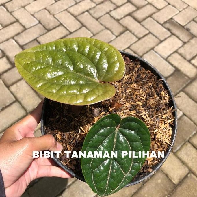 

Terlaris Tanaman Hias Anthurium Sirih Anthurium Radicans Radican Bibit Indoor