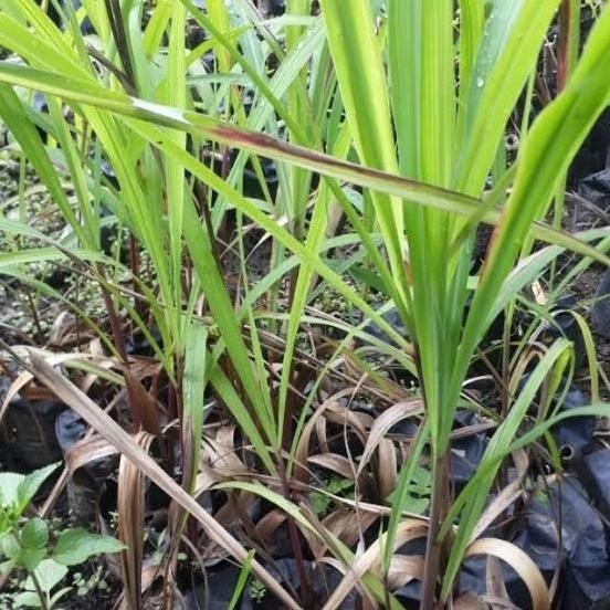 

Terlaris Bibit Tanaman Sereh Merah, Sereh Ngi Barang Super