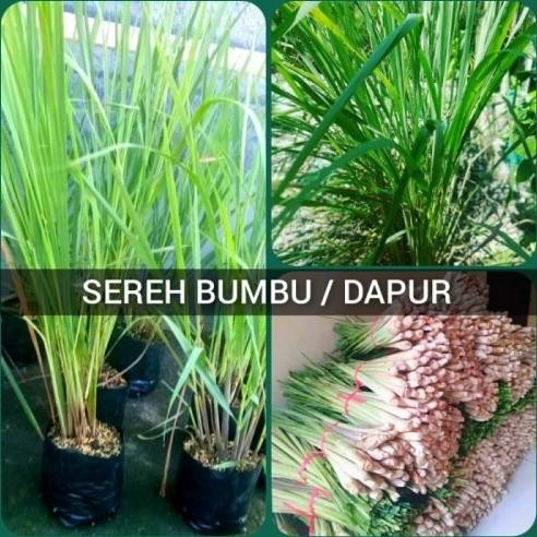 

Terlaris Best Sereh Bumbu Bibit Tanaman Dapur Pohon Serai Masak