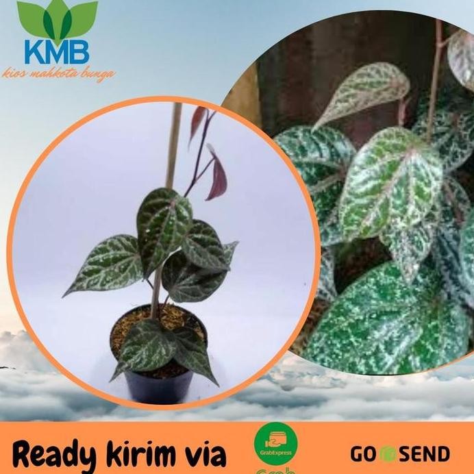 

Terlaris Bibit Tanaman Obat Daun Sirih Merah Piper Ornatum Bibit Sirih Merah