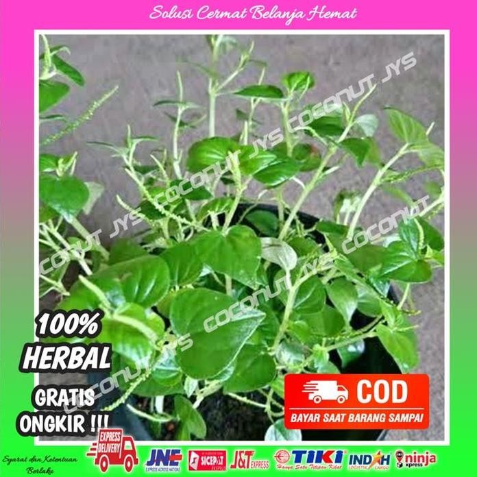 

Terlaris Bibit Daun Sirih Cina/Ketumpang Air/Suruhan